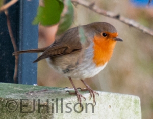 photograph of a robin