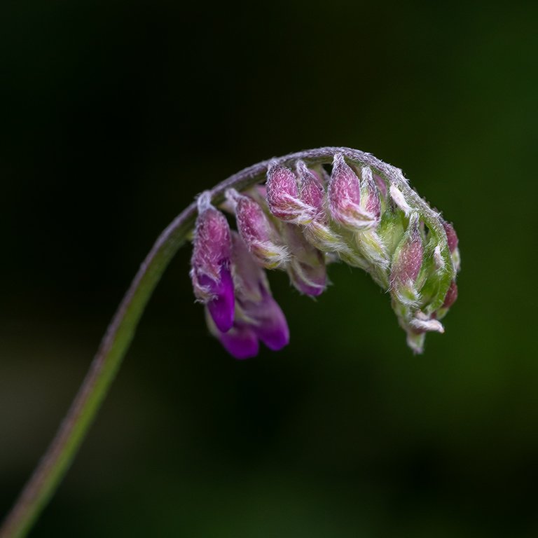 Photograph of a wildflower
