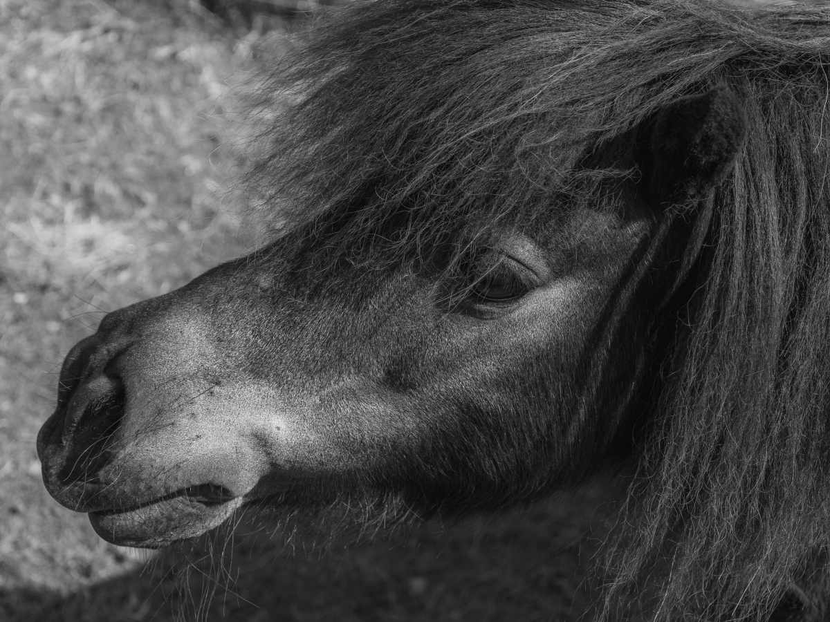 black and white image of a pony to show the image quality of the Nikon 7500
